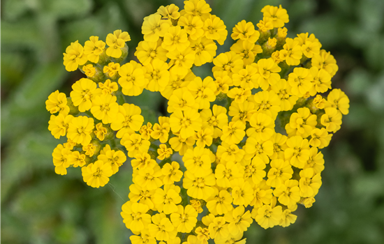 Achillea tomentosa 'Aurea' Achillea tomentosa 'Aurea'