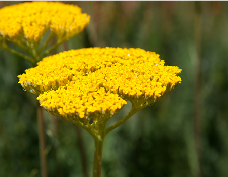Achillea filipendulina 'Summer Gold'