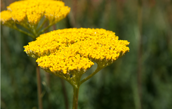 Achillea filipendulina 'Summer Gold'