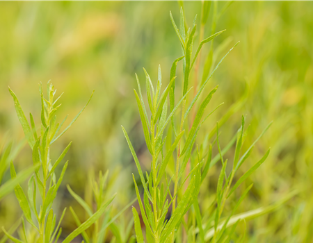 Artemisia dranunculus var. Sativus