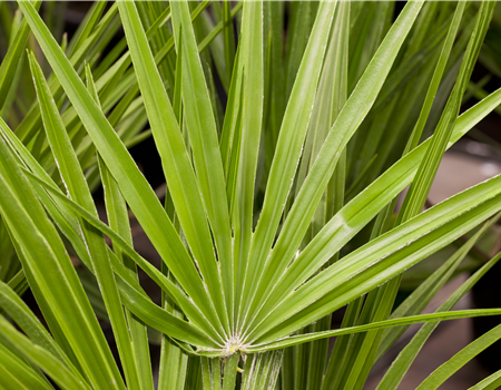 Chamaerops 'Wagnerianus'
