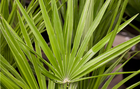 Chamaerops 'Wagnerianus'