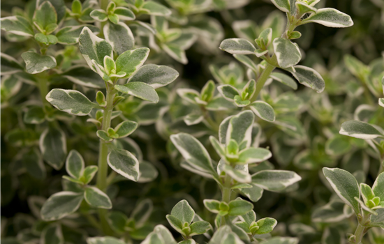 Thymus vulgaris 'Foxley' Thymus vulgaris 'Foxley'