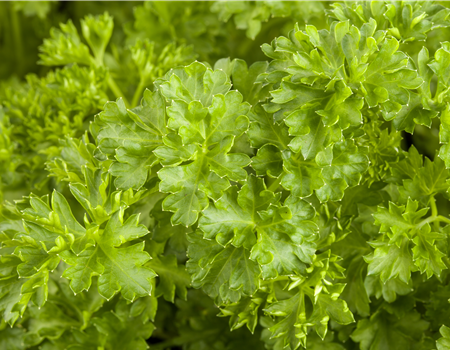 Petroselinum crispum var. crispum