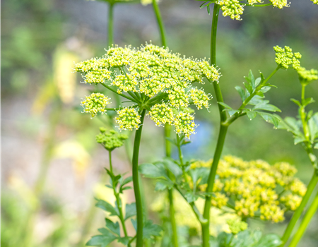 Petroselinum crispum var. neopolitanum