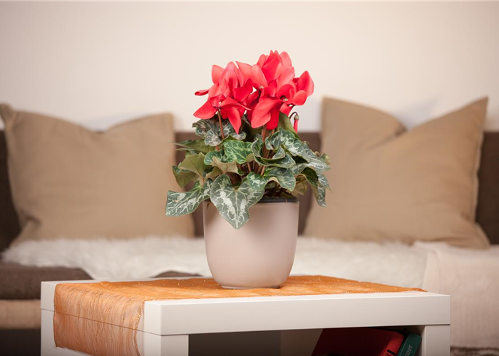 Alpenveilchen richtig pflegen Alpenveilchen richtig pflegen