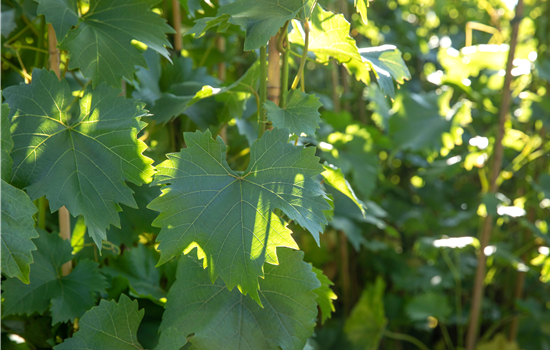 Vitis vin. 'Bianca'