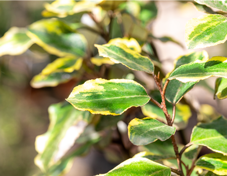 Elaeagnus ebb. 'Viveleg' Elaeagnus ebb. 'Viveleg'