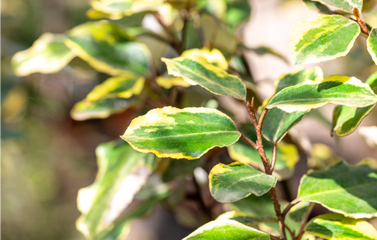 Elaeagnus ebb. 'Viveleg' Elaeagnus ebb. 'Viveleg'