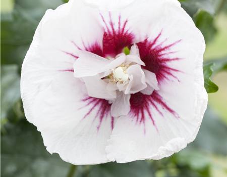 Hibiscus syr. 'Bali'