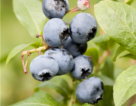 Vaccinium cory. 'Blue Dessert'