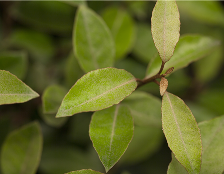 Elaeagnus ebbingei Elaeagnus ebbingei
