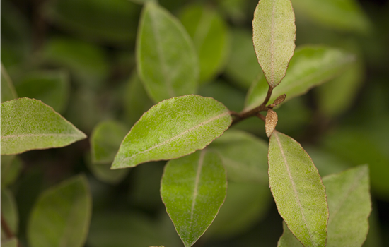 Elaeagnus ebbingei Elaeagnus ebbingei