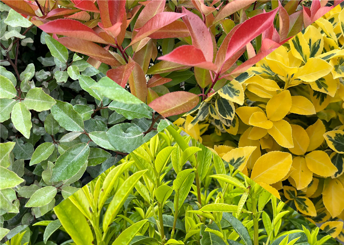 Immergrüne Laubgehölze