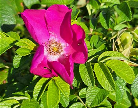 Rosa rugosa 'Angelia Eglantine'