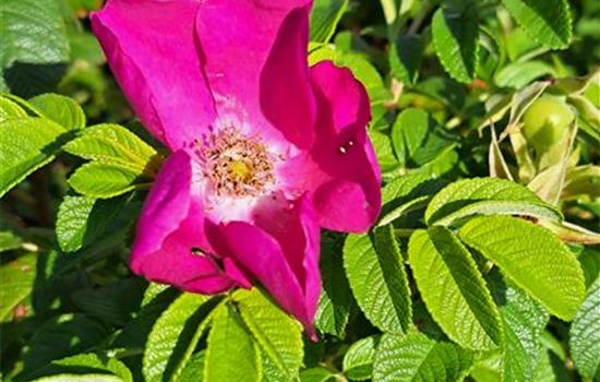 Rosa rugosa 'Angelia Eglantine'