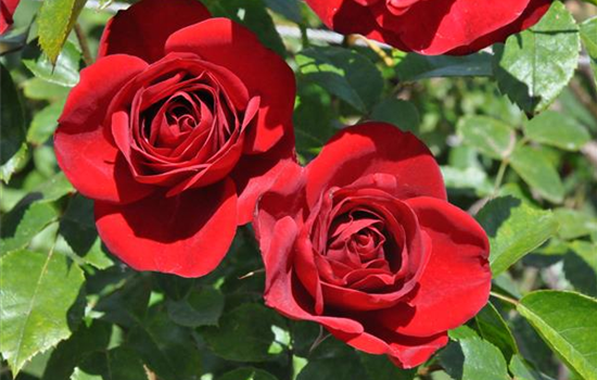 Rosa 'Amadeus' Rosa 'Amadeus'