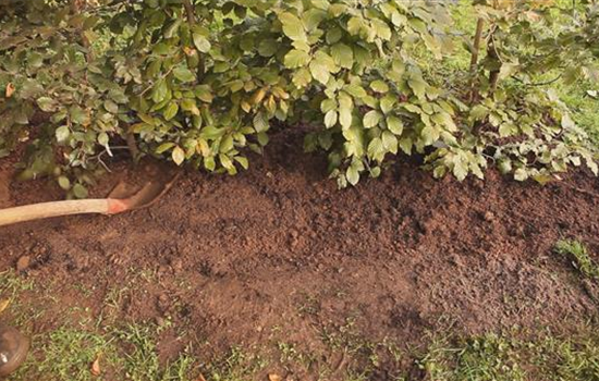 Rotbuchenhecke - Einpflanzen im Garten Rotbuchenhecke - Einpflanzen im Garten