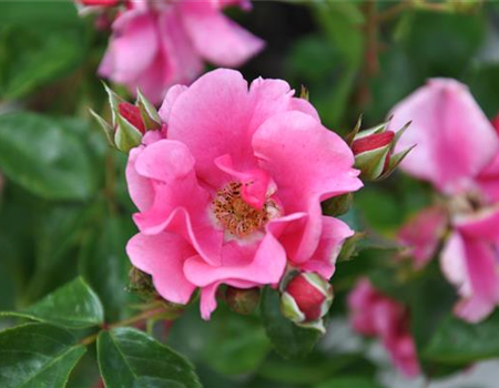 Rosa 'Heidi'