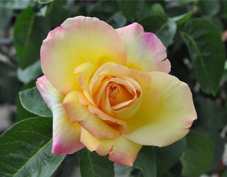 Rosa 'Gloria Dei' Rosa 'Gloria Dei'