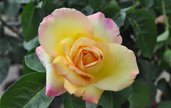 Rosa 'Gloria Dei' Rosa 'Gloria Dei'