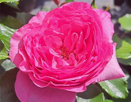 Rosa 'Renée van Wegberg'