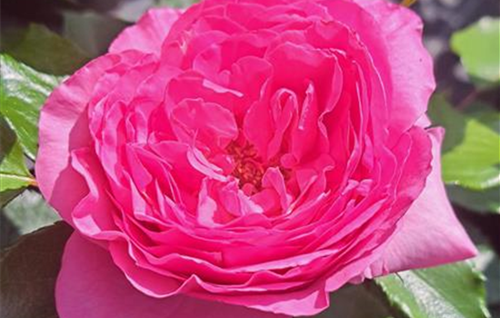 Rosa 'Renée van Wegberg'