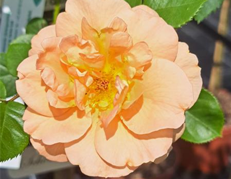 Rosa 'Schöne vom See'