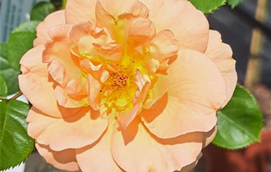 Rosa 'Schöne vom See'