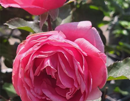 Rosa 'Gartenprinzessin Marie-Jose' Rosa 'Gartenprinzessin Marie-Jose'