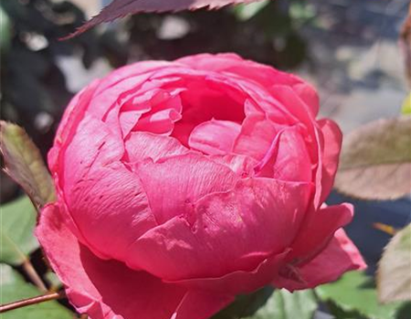 Rosa 'Gartenprinzessin Marie-Jose'