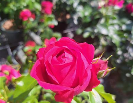 Rosa 'Red Eden Rose'