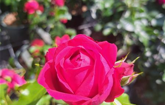 Rosa 'Red Eden Rose'