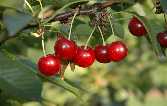 Prunus cerasus 'Köröser Weichsel'