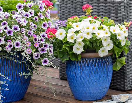 Petunien als beliebte Klassiker für Beet und Balkon Petunien als beliebte Klassiker für Beet und Balkon