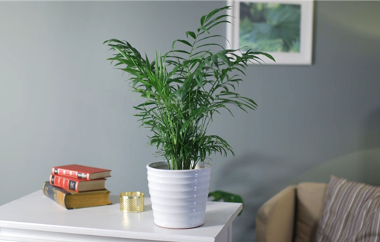 Zimmerpflanzenportrait - Bergpalme