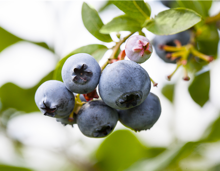 Vaccinium cory. 'Blueroma'