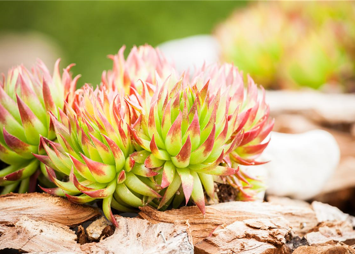 Der Steingarten: so kommt das Gebirge in den Garten Der Steingarten: so kommt das Gebirge in den Garten
