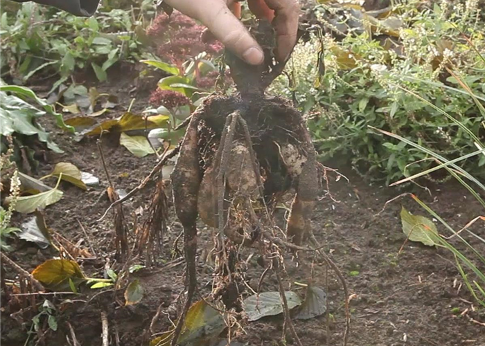 Diese Arbeiten sind jetzt im Garten noch nötig