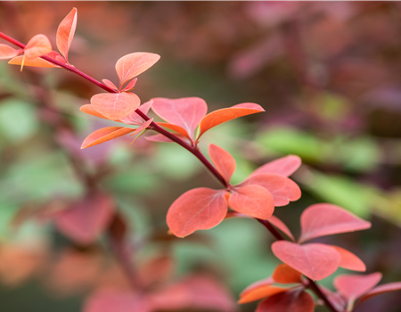 Berberis ottawensis 'Superba'