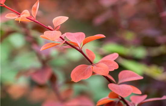 Berberis ottawensis 'Superba'