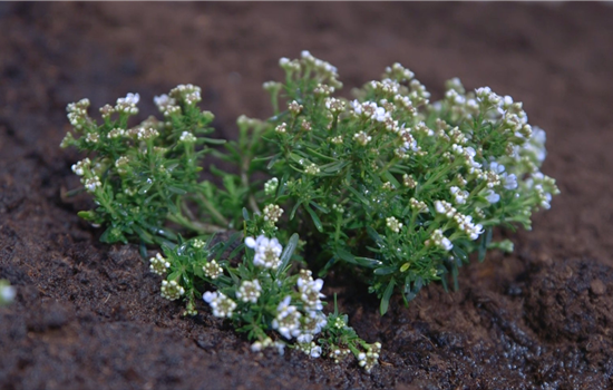 Schleifenblume - Einpflanzen im Garten