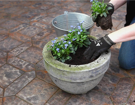 Vergissmeinnicht - Einpflanzen in ein Gefäß