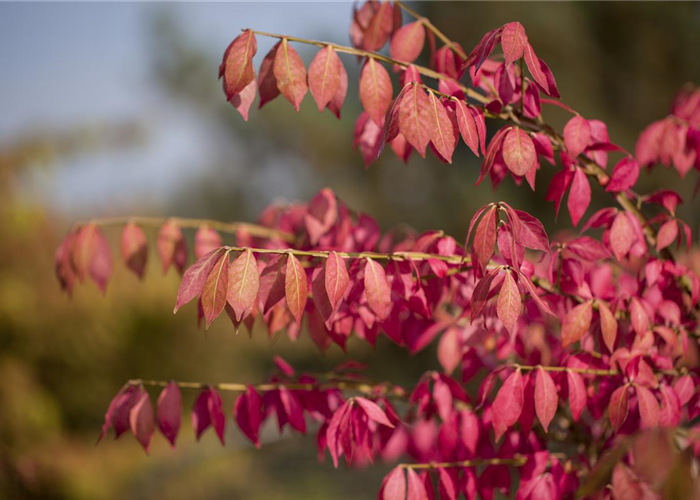 Was tun mit dem Herbstlaub? Was tun mit dem Herbstlaub?
