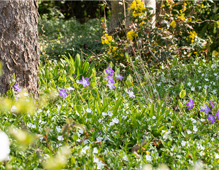 Bodendecker als grüner und blühender Gartenteppich Bodendecker als grüner und blühender Gartenteppich