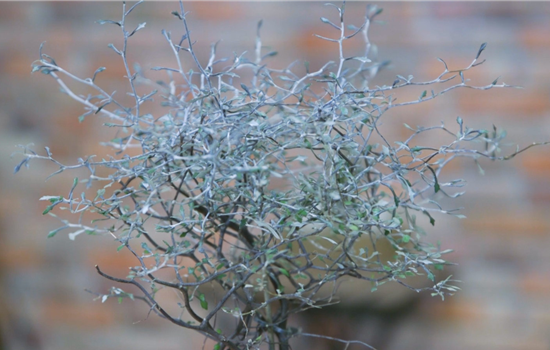 Zickzackstrauch - Umtopfen