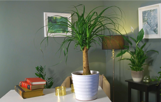 Zimmerpflanzenportrait - Elefantenfuß