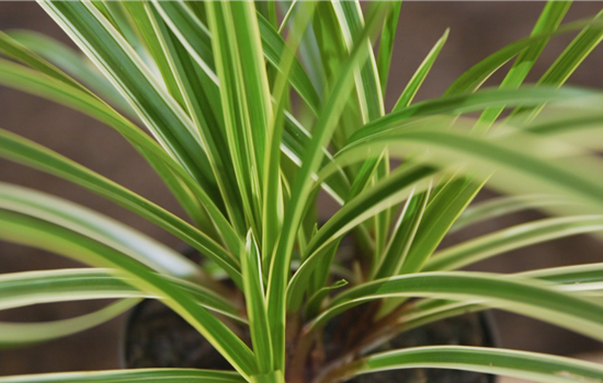 Japansegge - Einpflanzen im Garten Japansegge - Einpflanzen im Garten