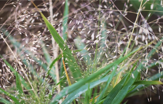 Liebesgras - Einpflanzen im Garten Liebesgras - Einpflanzen im Garten