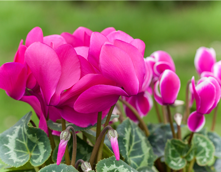 Alpenveilchen als Highlight in Haus und Garten Alpenveilchen als Highlight in Haus und Garten